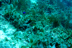 Halichoeres chierchiae