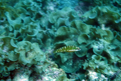 Halichoeres chierchiae