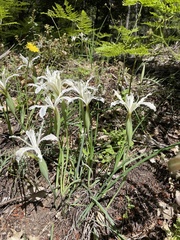 Iris tenuissima
