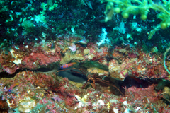 Lythrypnus dalli