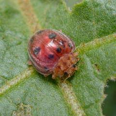 Henosepilachna enneasticta