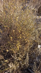 Marasmodes trifida
