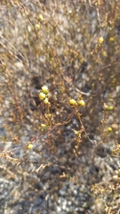 Marasmodes trifida