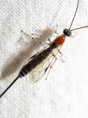 Calliephialtes grapholithae