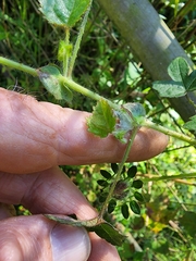 Hibiscus surattensis