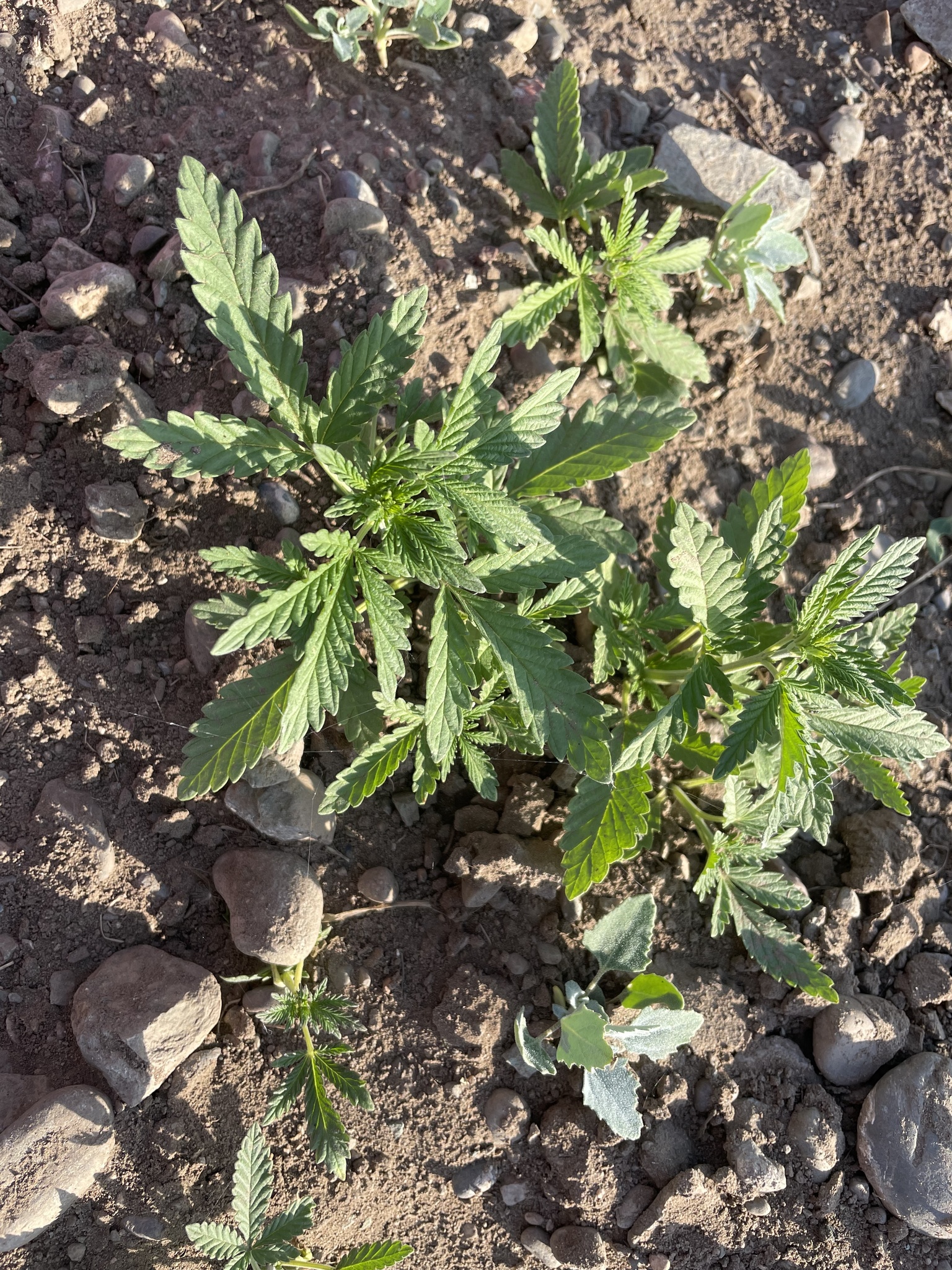 Cannabis sativa