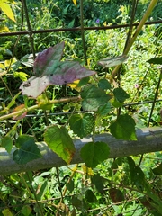 Hibiscus surattensis