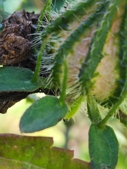 Hibiscus surattensis
