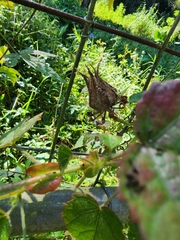 Hibiscus surattensis
