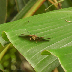 Tanaecia pelea