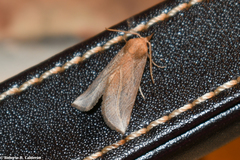 Phyprosopus callitrichoides