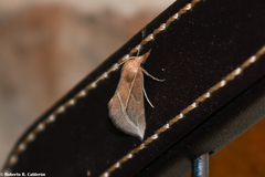 Phyprosopus callitrichoides