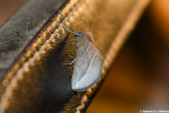 Phyprosopus callitrichoides