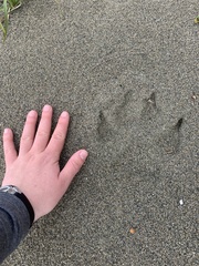 Canis lupus crassodon