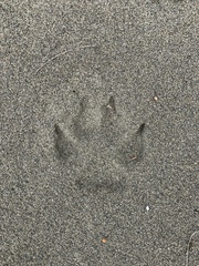 Canis lupus crassodon