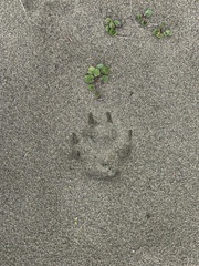 Canis lupus crassodon