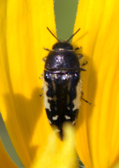 Acmaeodera pulchella