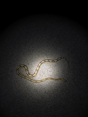 Bogertophis subocularis