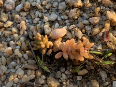 Portulaca californica