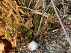 Portulaca californica