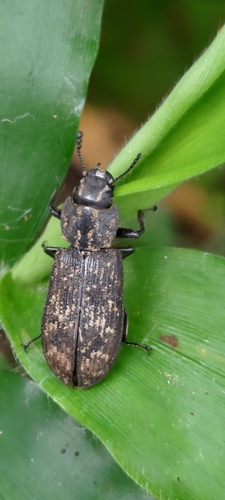 Genus Kolibacia · iNaturalist