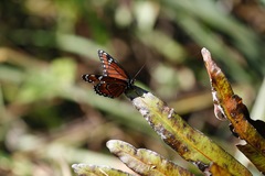 Limenitis archippus floridensis