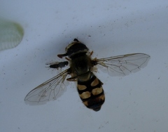 Eupeodes latifasciatus