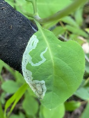 Aulagromyza cornigera