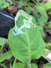 Aulagromyza cornigera