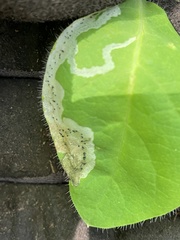 Aulagromyza cornigera