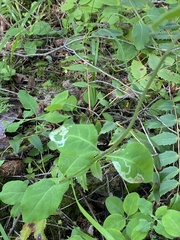 Aulagromyza cornigera