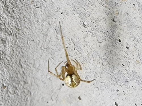 Diamond Comb-footed Spider photo 4