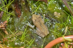 Polypedates megacephalus