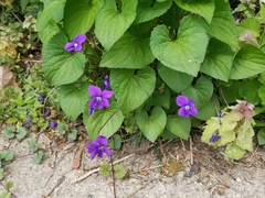 Viola sororia