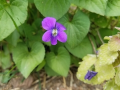 Viola sororia