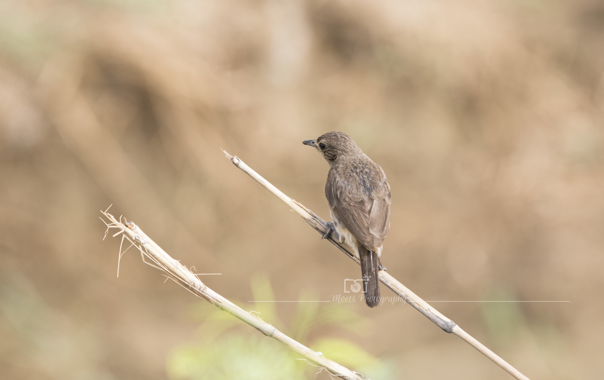 Pied Bushchat illustration