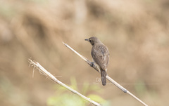 Saxicola caprata