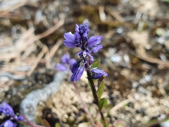 Polygala amarella