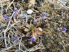 Polygala amarella
