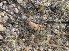 Cibolacris parviceps