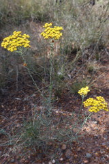 Ozothamnus diotophyllus
