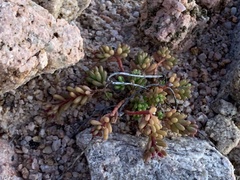 Portulaca californica