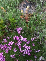 Silene acaulis subacaulescens