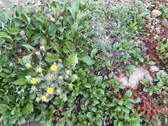 Potentilla × villosula