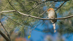 Momotus mexicanus mexicanus