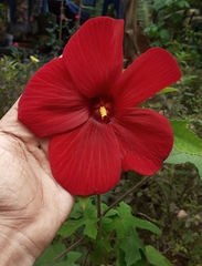 Abelmoschus sagittifolius