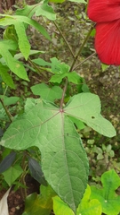 Abelmoschus sagittifolius