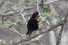 Melopyrrha violacea