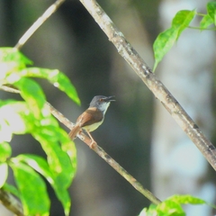 Prinia rufescens