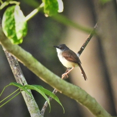 Prinia rufescens